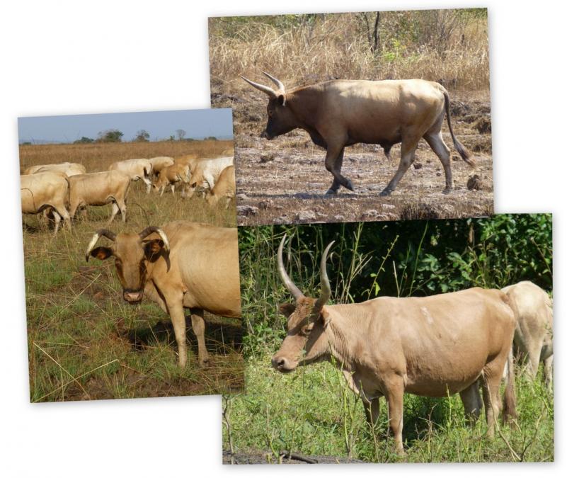 <p>November-December, 2013, near Sangarédi, Boké Prefecture, Guinea. The transhumant cattle were starting to come back and there was a notable variation in the shape and disposition of their horns. According to Saikhou Baldé (1939), there are numerous superstitions about the form of horns among the Fulbe in the Fouta-Djalon. To what extent these are still held is not known.</p>
